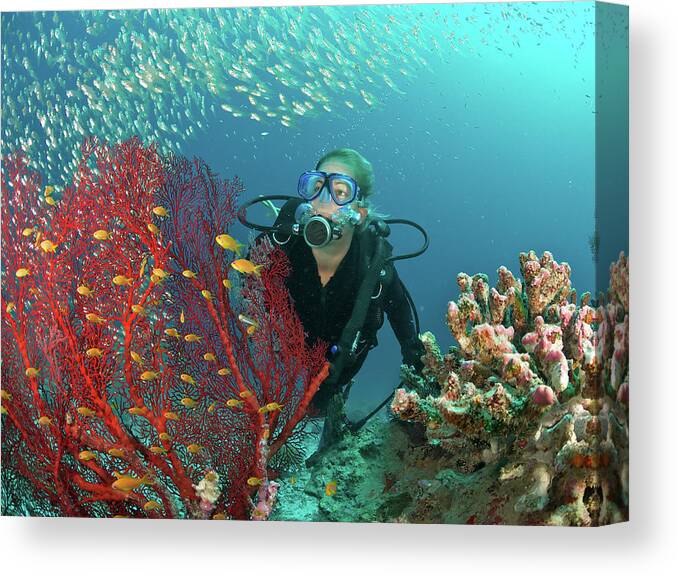 Underwater Canvas Print featuring the photograph Scuba Diver Admires Fish And Red Fan by Rainervonbrandis