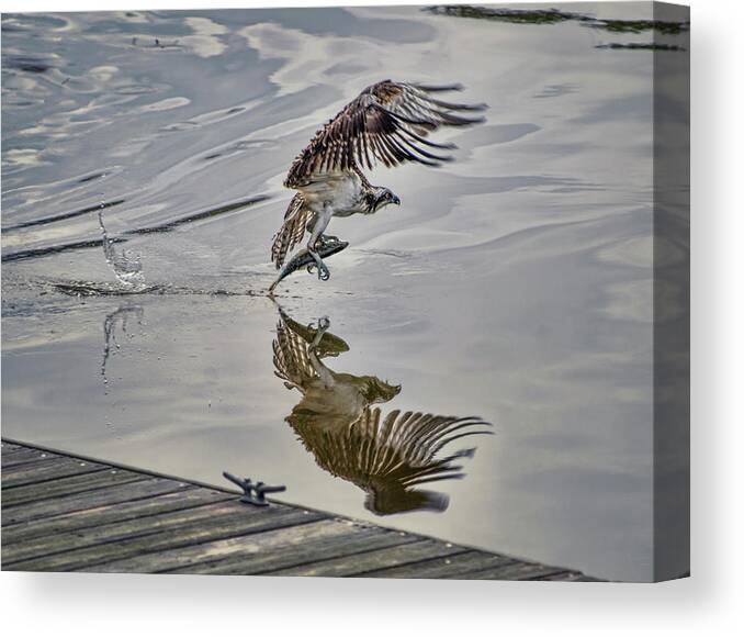 Osprey Fishing Canvas Print featuring the photograph Osprey With Fish at the Marina by Cordia Murphy