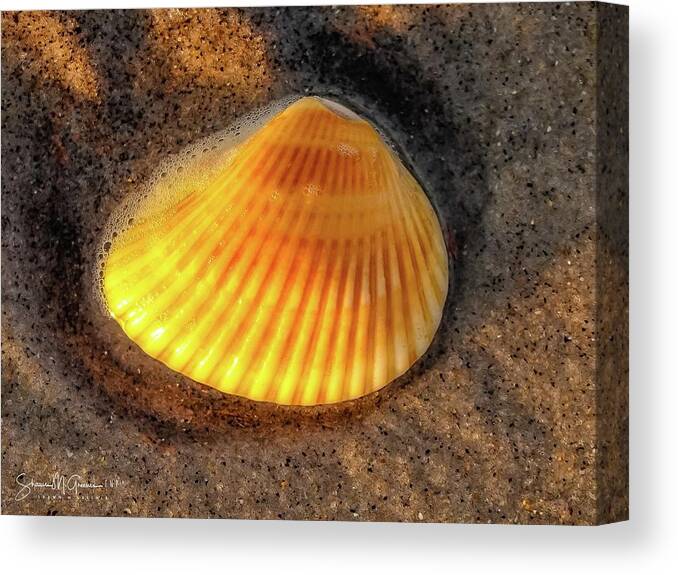 Seashell Canvas Print featuring the photograph SeaShell Shines at Sunset by Shawn M Greener