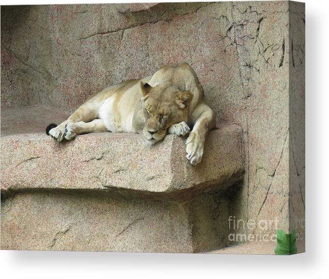Female Canvas Print featuring the photograph She Lion by Mary Mikawoz