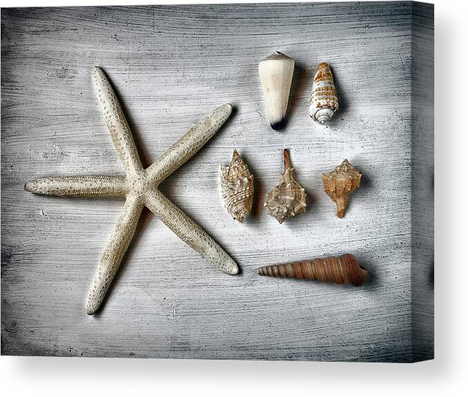 Animal Shell Canvas Print featuring the photograph Shells And Starfish by Santiago Nuevo Peña