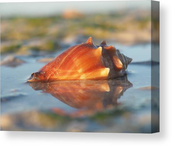 Conch Canvas Print featuring the photograph Shellwater Blues by David Bader