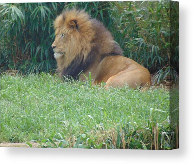 Lion Canvas Print featuring the photograph Sitting King by Antonio Moore