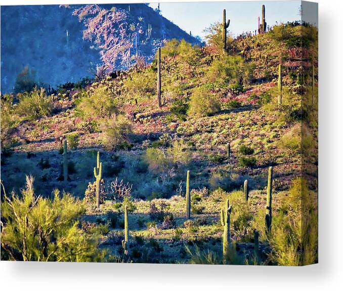 Arizona Canvas Print featuring the photograph Slope of the Saguaros by Judy Kennedy