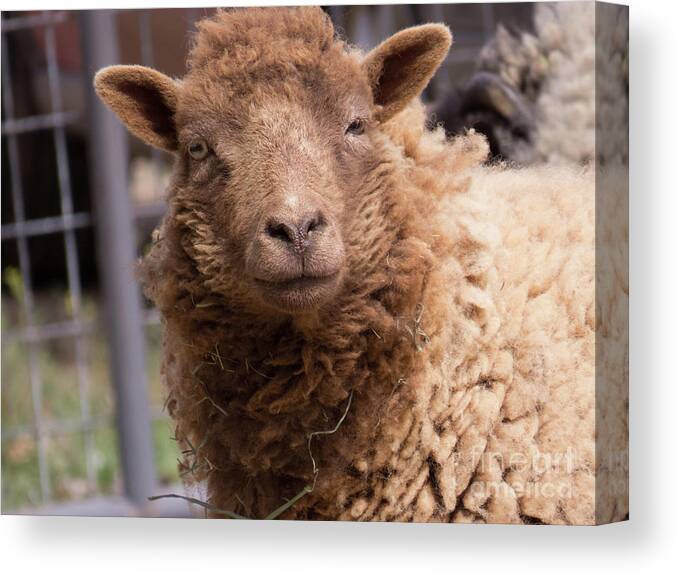 Sheep Canvas Print featuring the photograph Smirking Sheep by Christy Garavetto