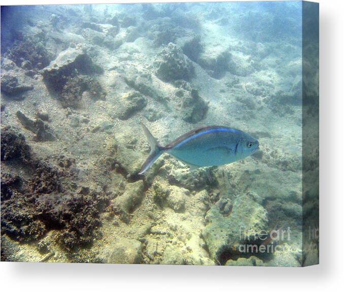 Snorkeling In St. Thomas Canvas Print featuring the photograph Snorkeling In St. Thomas by Barbra Telfer