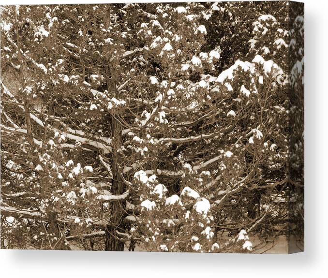 North Dakota Canvas Print featuring the photograph Snow and Branches by Cris Fulton