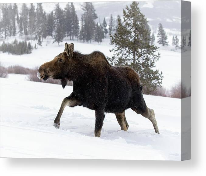 Moose Canvas Print featuring the photograph Snow Blazer by Art Cole