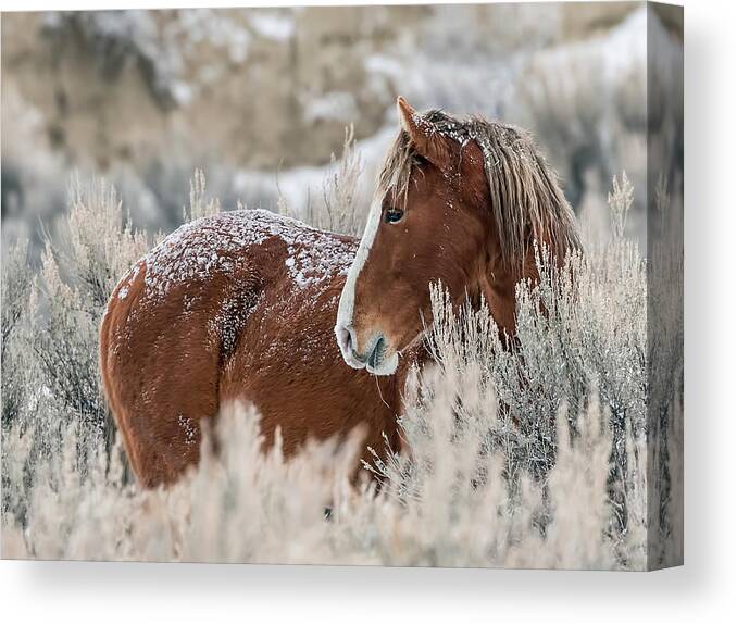 Sand Wash Basin Canvas Print featuring the photograph Snow Dusted Mustang Stallion by Dawn Key