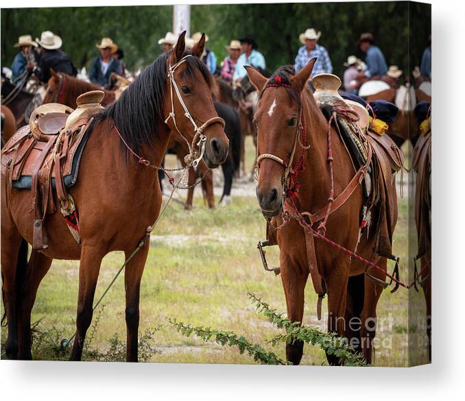 Horses Canvas Print featuring the photograph So, Nu by Barry Weiss