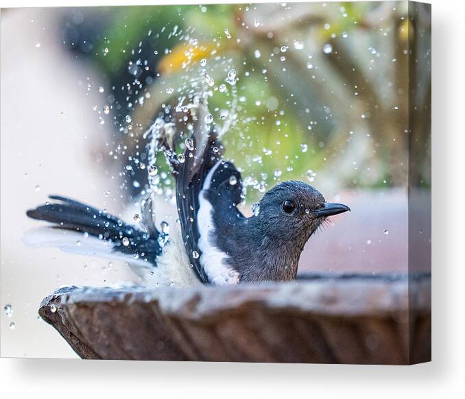 Magpie
Robin
Water
Nature
Birds Canvas Print featuring the photograph Splash In The Water by Manish Nagpal