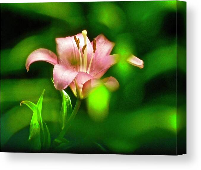 Flower Canvas Print featuring the photograph Springing by Tommy McDonell
