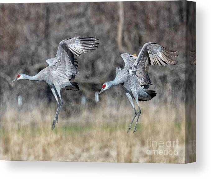 Cranes Canvas Print featuring the photograph Stay with your Wingman by Michael Dawson