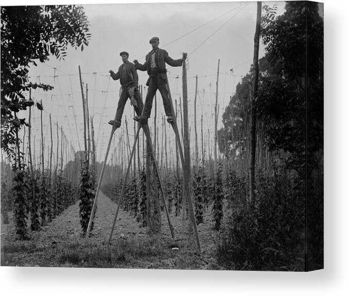 Farm Worker Canvas Print featuring the photograph Stilt Workers by Fox Photos