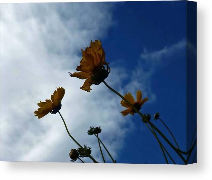 Flowers Canvas Print featuring the photograph Sun Salutation by Lisa Burbach