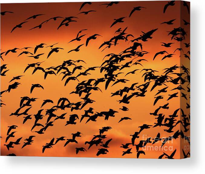Canadian Geese Canvas Print featuring the photograph Sunset Flyby by Scott Cameron
