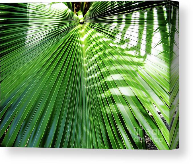 Palm Canvas Print featuring the photograph Sunshine On The Palm Frond by D Hackett