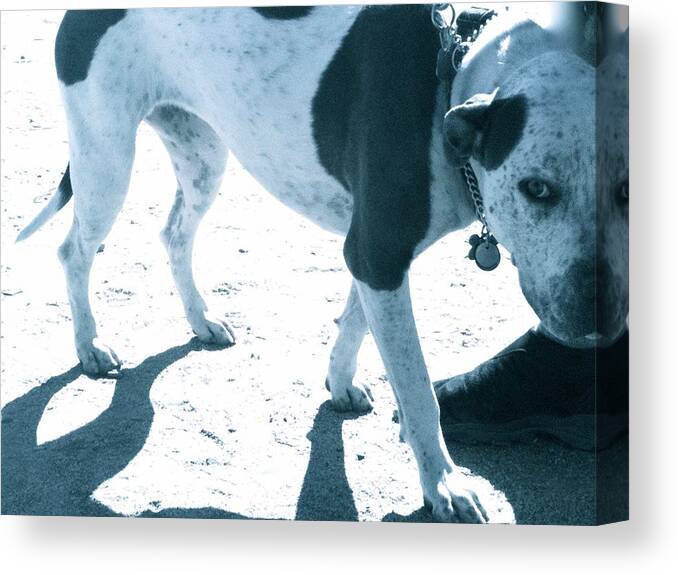 Photograph Canvas Print featuring the photograph Swap Meet Dawg by Debra Grace Addison