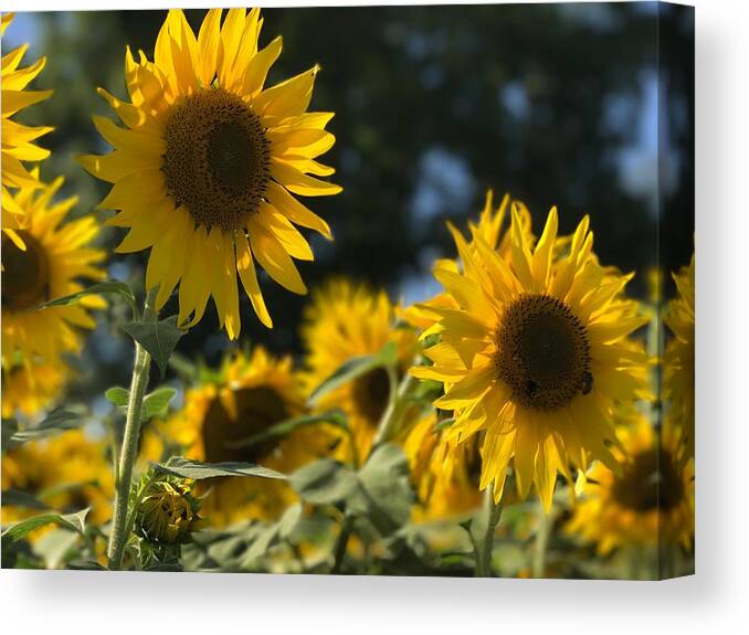 Sunflowers Canvas Print featuring the photograph Sweet Sunflowers by Lora J Wilson