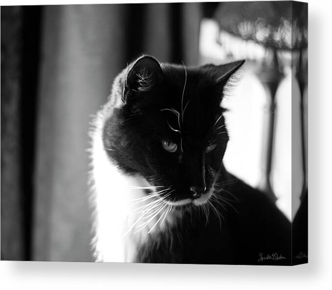 Tuxedo Cat Canvas Print featuring the photograph Sylvester by Sandra Dalton