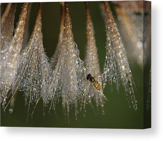 Syrphid Fly Canvas Print featuring the photograph Syrphid Fly On A Dewy Morn by Daniel Reed