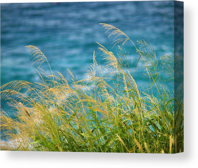 Ocean Canvas Print featuring the photograph Tall Grass Against a Blue Ocean by Christopher Johnson