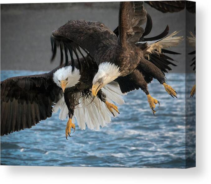 Eagles Canvas Print featuring the photograph The Aerial Joust by James Capo