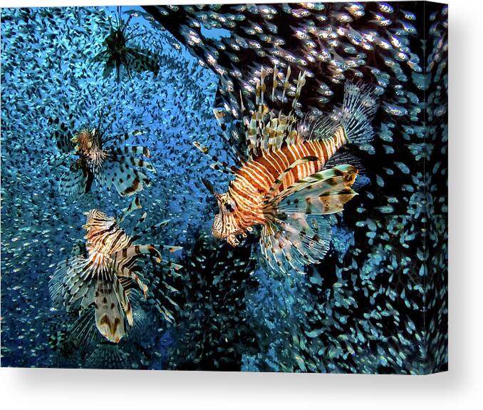 Lion-fish Canvas Print featuring the photograph The Hunt by Dani Barchana