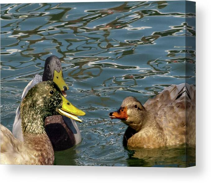 Duck Canvas Print featuring the photograph The Line 2 by C Winslow Shafer