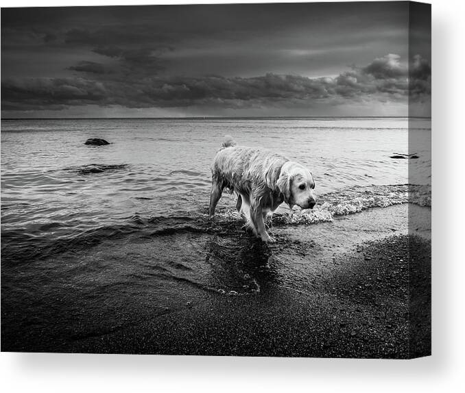 Dogs Canvas Print featuring the photograph The Long Journey Home by Russell Gonsalves