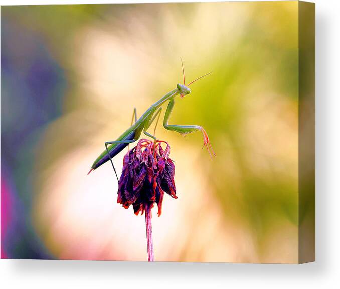 Nature Canvas Print featuring the photograph The Omen Of The Praying Mantis... by Thierry Dufour