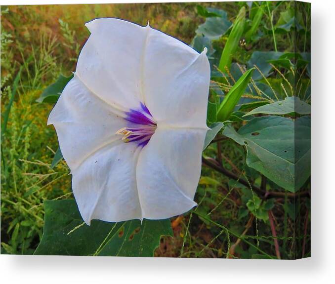 Arizona Canvas Print featuring the photograph The Perfect Flower - Sacred Datura by Judy Kennedy