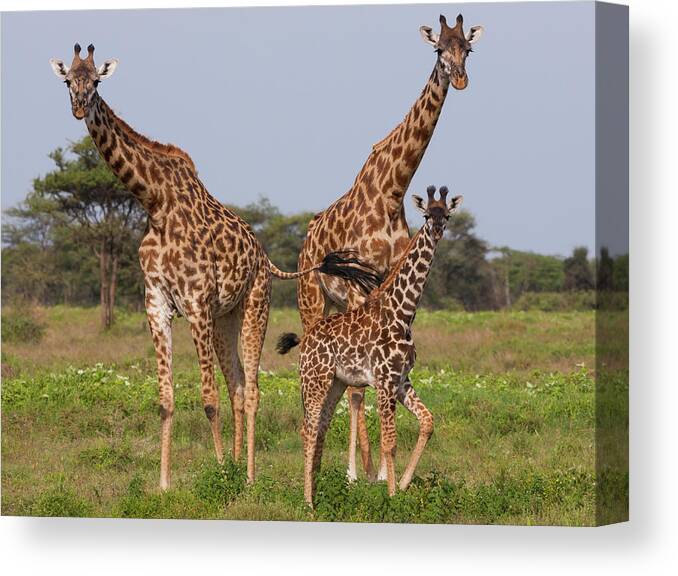 Giraffe Calf Canvas Print featuring the photograph Three Masai Giraffe In The Serengeti by Mint Images - Art Wolfe