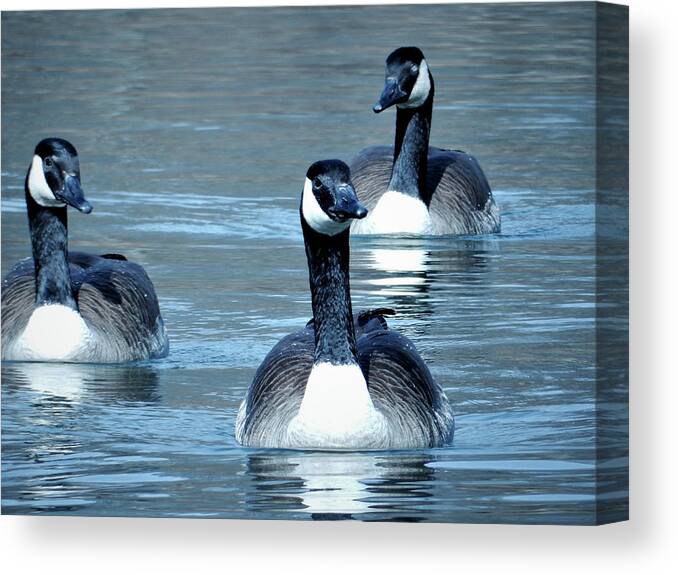 Three Geese Canvas Print featuring the photograph Three of a Kind by Sandra J's