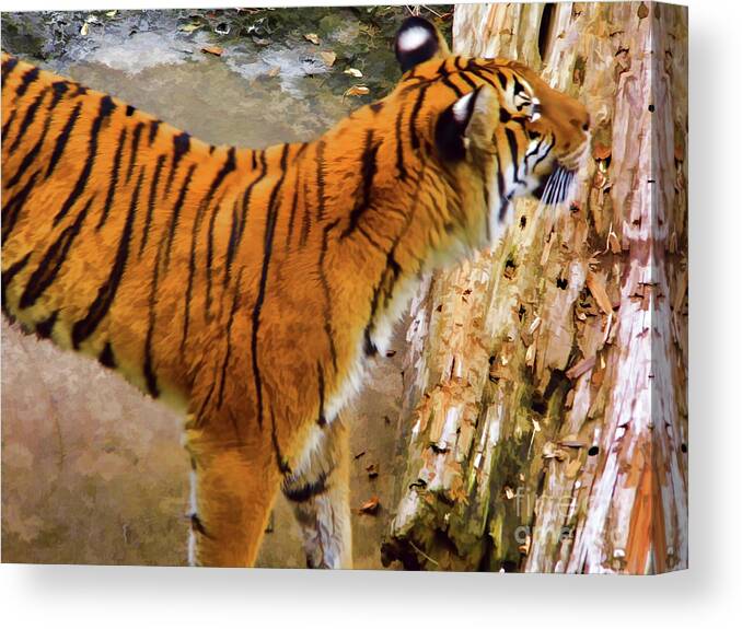 Tiger Canvas Print featuring the photograph Tiger Pose by D Hackett