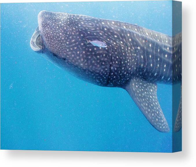 Ocean Canvas Print featuring the photograph Time To Krill by Lynne Browne