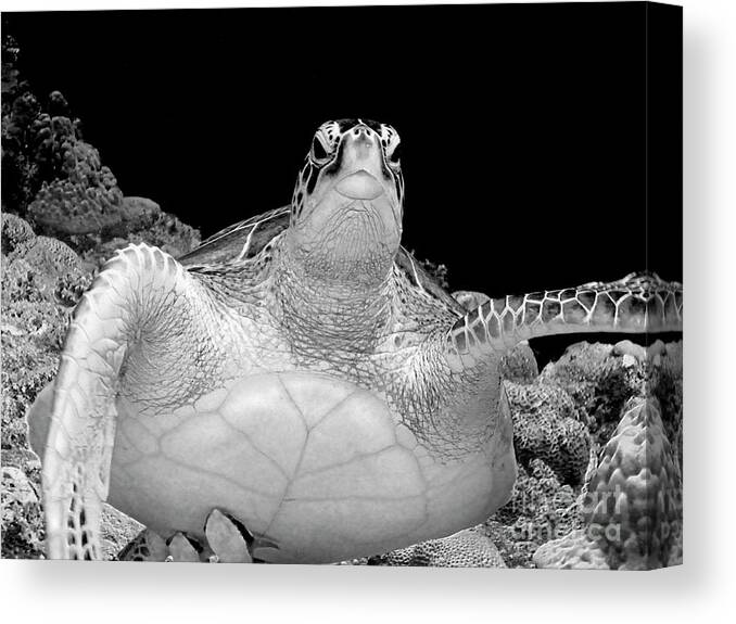 Sea Turtle Canvas Print featuring the photograph Tortuga Beauty by Becqi Sherman