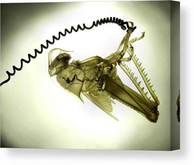 Insect Canvas Print featuring the photograph Transparancy by Jimmy Hoffman