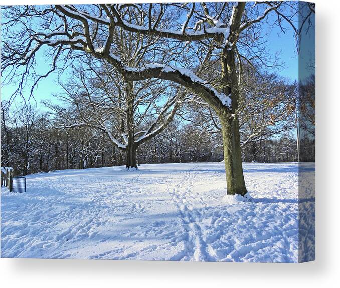 Snow Canvas Print featuring the photograph Trees in The Snow by Lachlan Main