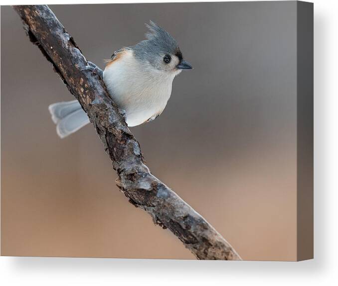Tufted Canvas Print featuring the photograph Tufted Titmouse Bird Just Coming Back From The Beauty Salon! by Patrick Dessureault