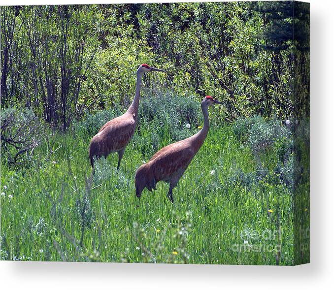 Sandhill Crane Canvas Print featuring the photograph Two of a Kind by Dorrene BrownButterfield