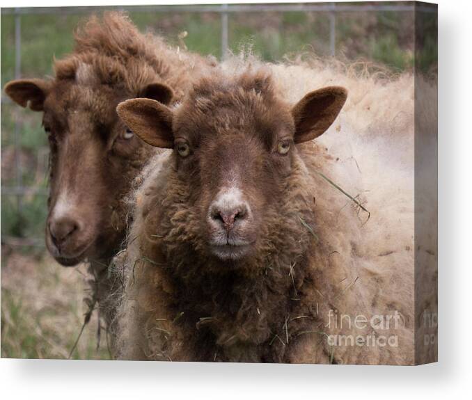 Sheep Canvas Print featuring the photograph Two Sheep Getting Their Photo Taken by Christy Garavetto