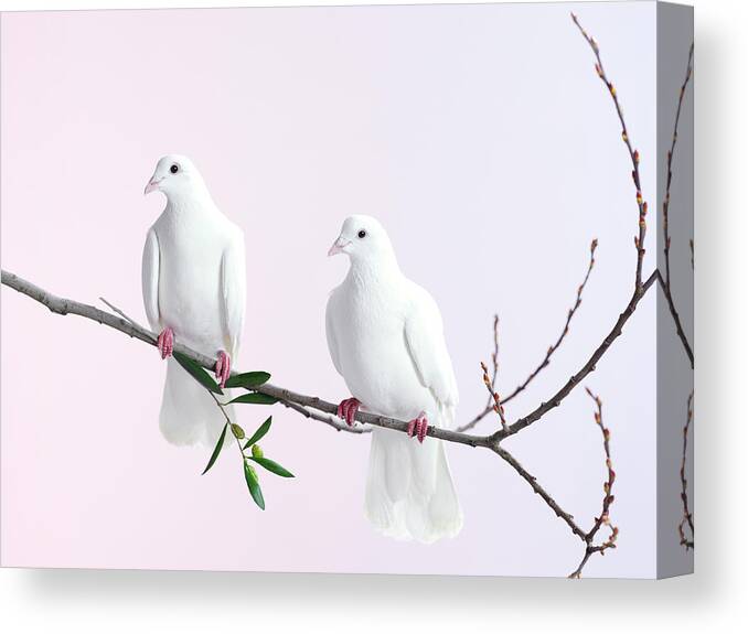 Purity Canvas Print featuring the photograph Two White Doves With Olive Branch by Walker And Walker