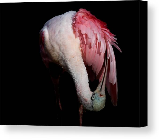 Spoonbill Canvas Print featuring the photograph Upside Down by Jon W Wallach