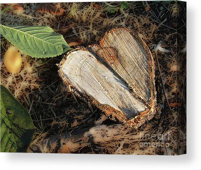 Valentine Canvas Print featuring the photograph Valentine Tree Heart by Rich Collins