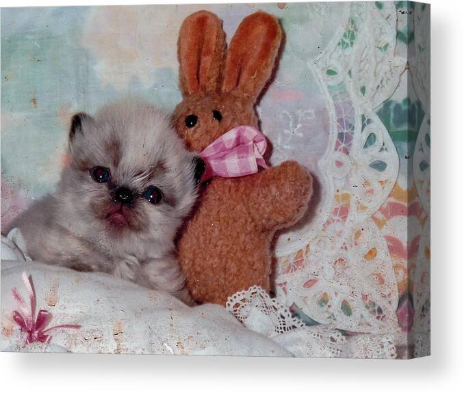 Kitten Canvas Print featuring the photograph Waki and toy by C Winslow Shafer