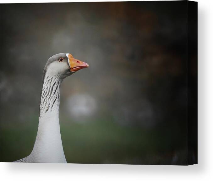  Canvas Print featuring the photograph Watching by DArcy Evans