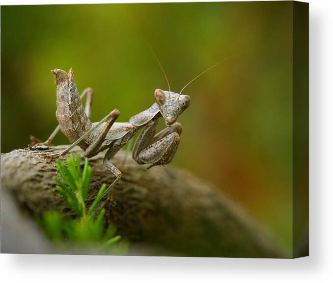 Insect Canvas Print featuring the photograph Whats Up? by Jimmy Hoffman
