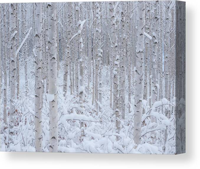 Landscape Canvas Print featuring the photograph White by Dong Hee Han
