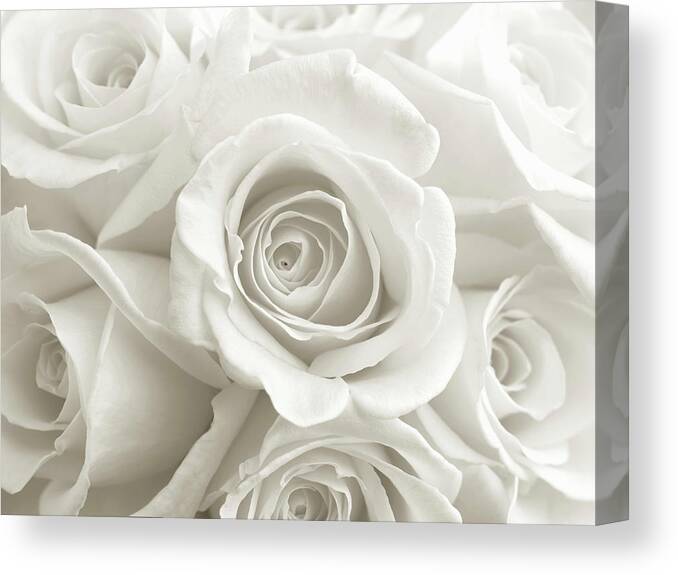 White Rosa Sp. Full Canvas Print / Canvas Art by Finn Fox